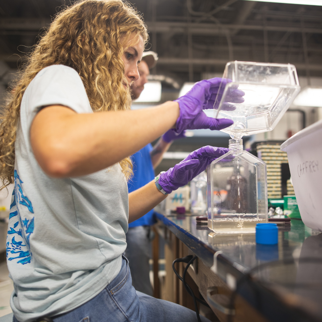 UWF biology students Courtney Collins and Anthony Alberda conduct their project in the Summer Undergraduate Research Program (SURP) on corals and studying symbiotic algae upon bleaching events over the summer of 2021.