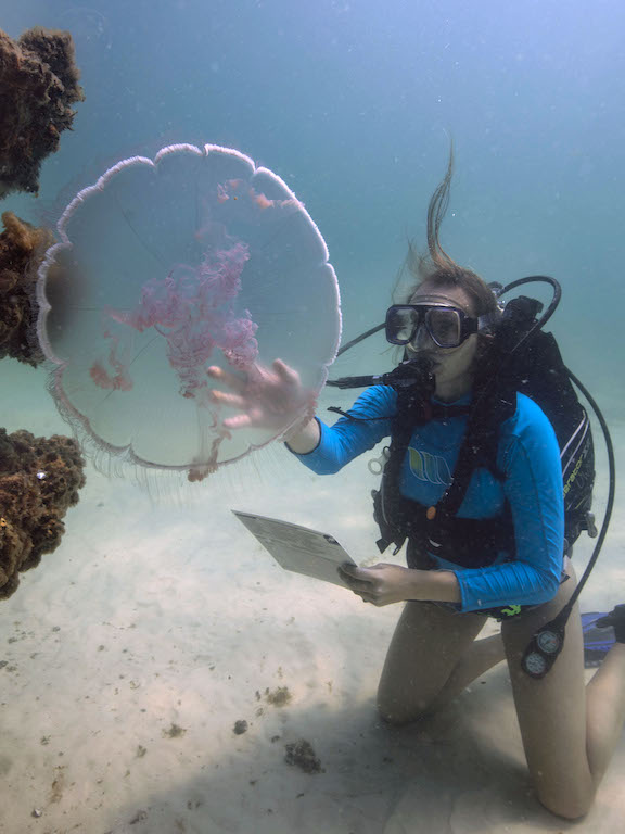 a student in scuba gear studying a jelly fish underwater