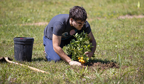 An Argo plants a fruit tree.