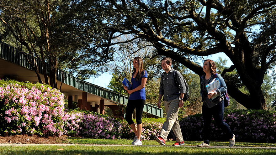 Three students walking across campus with pink azaleas in the background