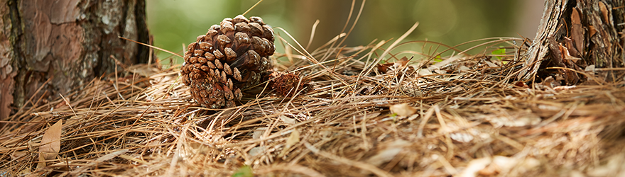 Campus nature scene - pine cone on forest floor