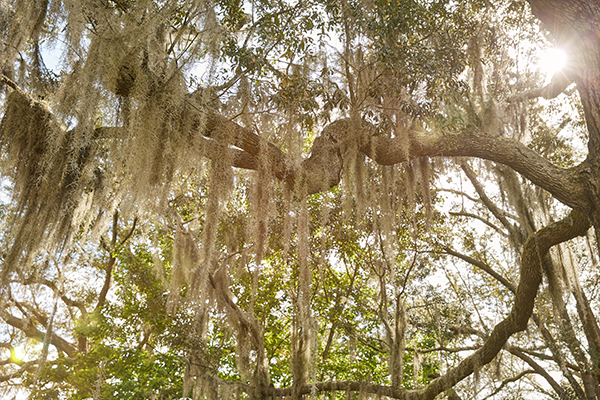 Moss tree on the Pensacola campus.