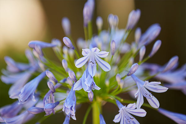Purple Flower on campus