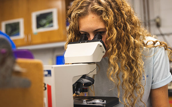 A student looks into a microscope while working on research.