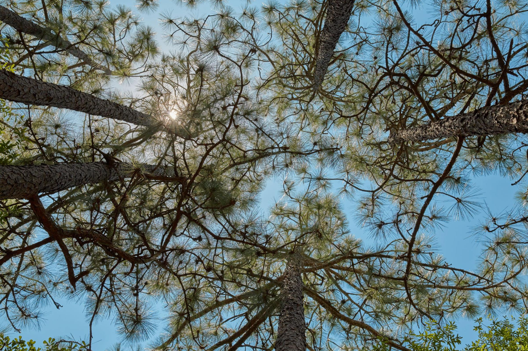 UWF Longleaf Forest Project Pine Tree in the sky