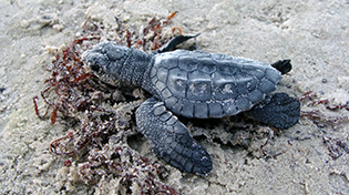 Baby turtle in beach sand.
