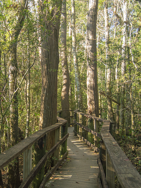 A wooden boardwalk going through trees in the woods.