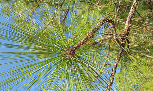 Longleaf pine branches.