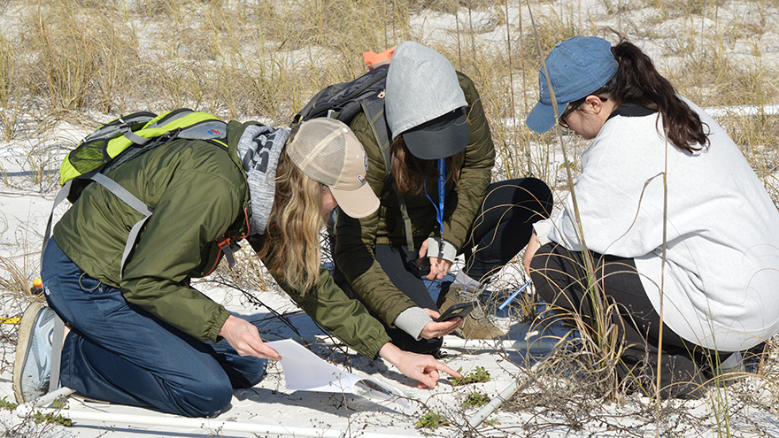 Three students outdoors kneeling on a sandy shore and looking at plant samples with one student pointing and another student taking a photo with their mobile phone.