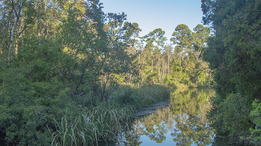 A body of water in a bayou with trees on both sides.