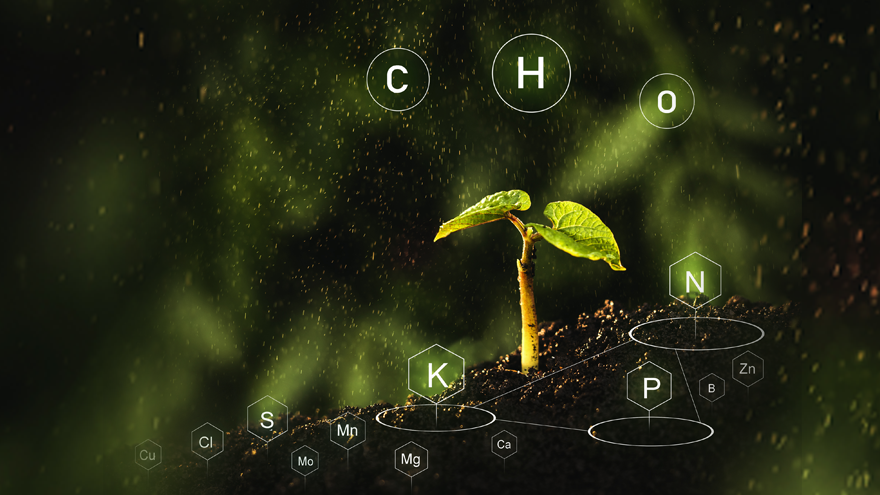 plant coming out of ground with chemical symbols all around it