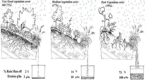 drawing of variations of dense vegetation cover and their roots.