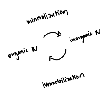 Balanced process of N mineralization & immobilization between the atmosphere and plants.