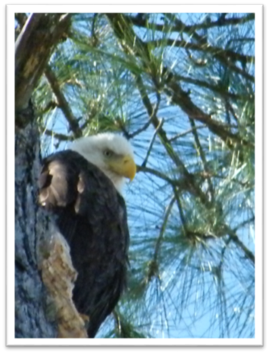 Haliaeetus leucocephalus, Bald Eagle BioBlitz 2015