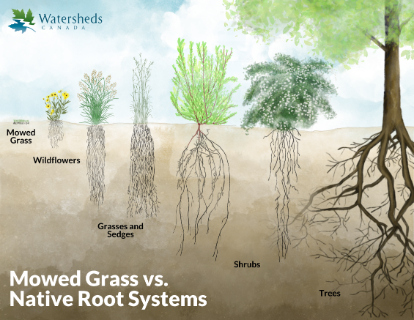 different plant types showing the depths of root systems