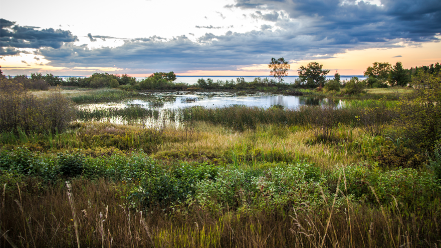 Wetlands - swampy vegetation
