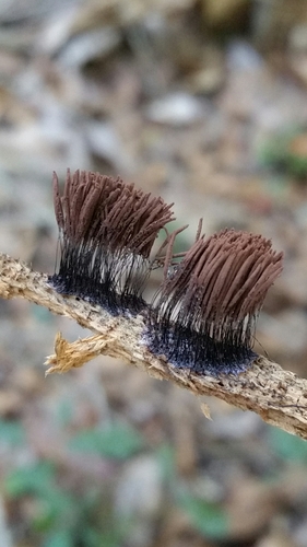 Stemonitis splendens, Chocolate tube slime, BioBlitz 2016
Photo Credit: Talia Smith, iNaturalist