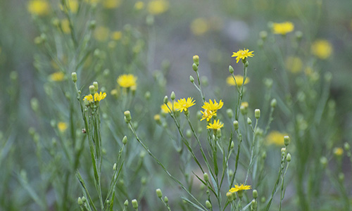 Small blooming flowers.