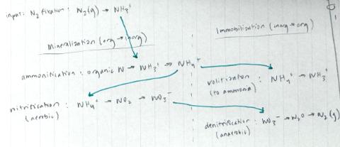 Graphical representation of the complex processes of Mineralization and Immobilization. The green arrows demonstrate the order of steps taken to return back to the atmosphere.