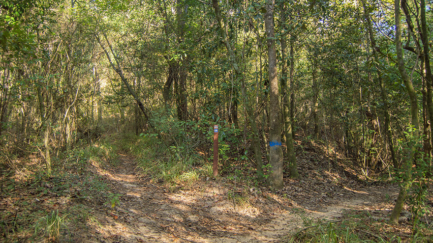 A dirt trail that splits into left and right paths in the woods.
