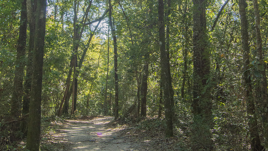 A dirt trail through trees in the woods.