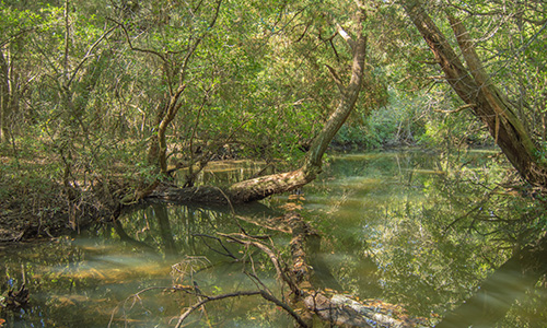 Wetlands bayou with trees growing around water with a tree trunk in the water.