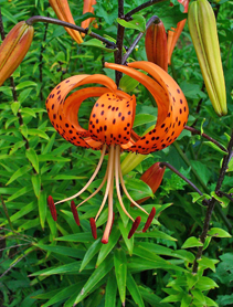 Lilium iridollae - type of flower