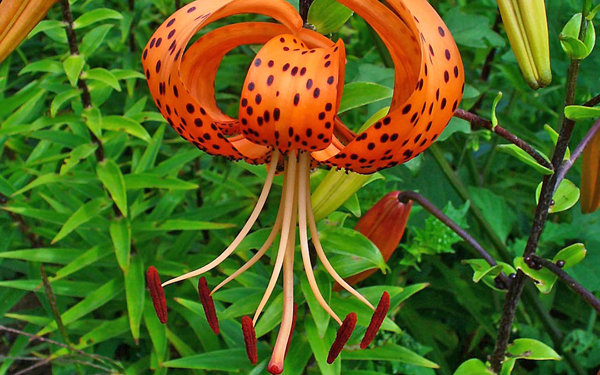 Lilium iridollae - type of flower