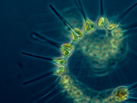 Microscopic phytoplankton