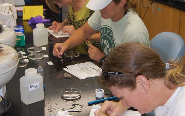 Students in research lab studying seagrass