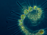Microscopic_phytoplankton_200x150