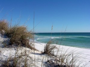Dune plants on a beach shoreline.