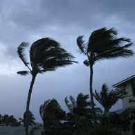 palm trees in windy conditions