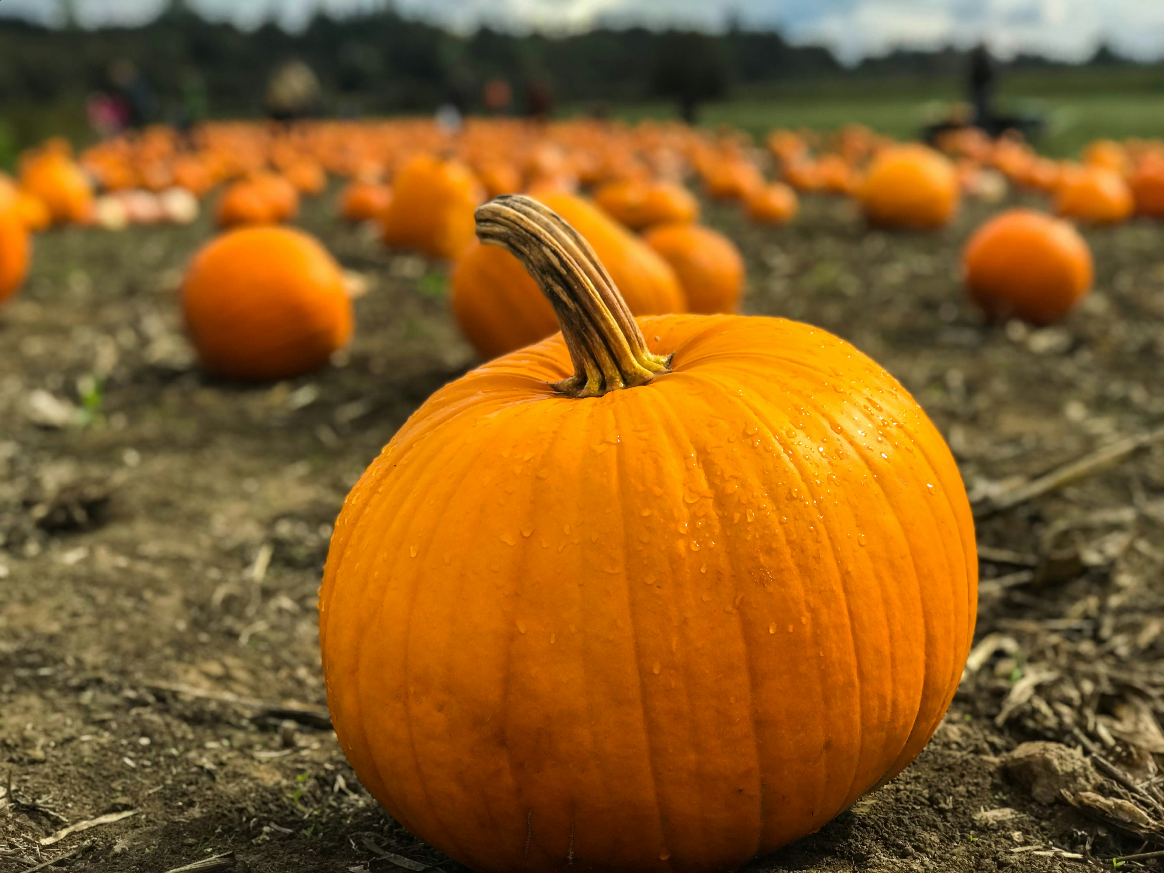 Pumpkin in front of other pumpkins