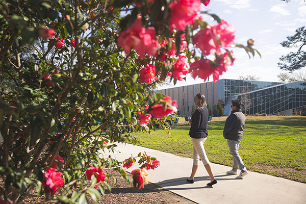Two people walking on a sidewalk past camellia plants.