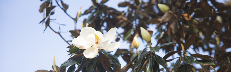 A magnolia flower in bloom on a tree on campus.