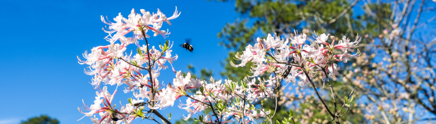 a bumblebee hovers over fresh blooms at the uwf main entrance