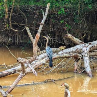 A wild bird is perched on a log in a rushing river