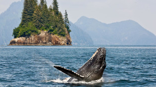 A whale jumps out of the water in Alaska