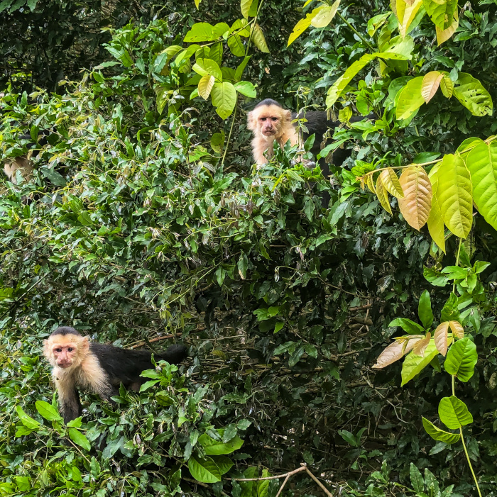 two small monkeys stare at the camera from their perches in the trees of the Costa Rican jungle