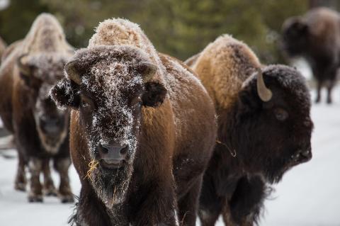 American bison standing in the snow at Yellowstone National Park