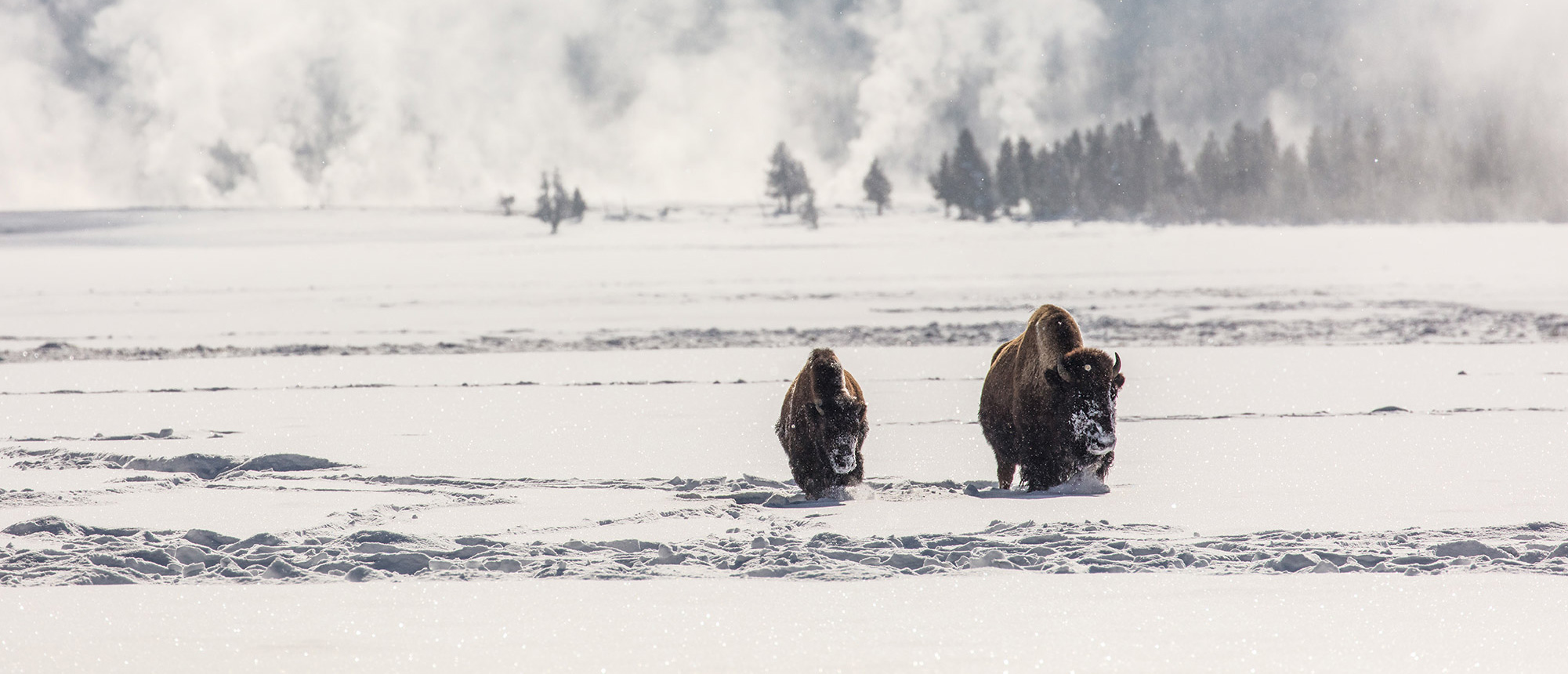 American bison walking through the snow at Yellowstone National Park