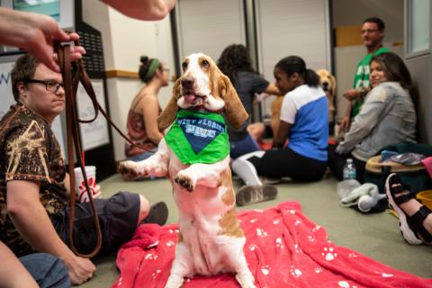 Picture of Basset Hound wearing UWF bandana, sitting up, and sticking its tongue out