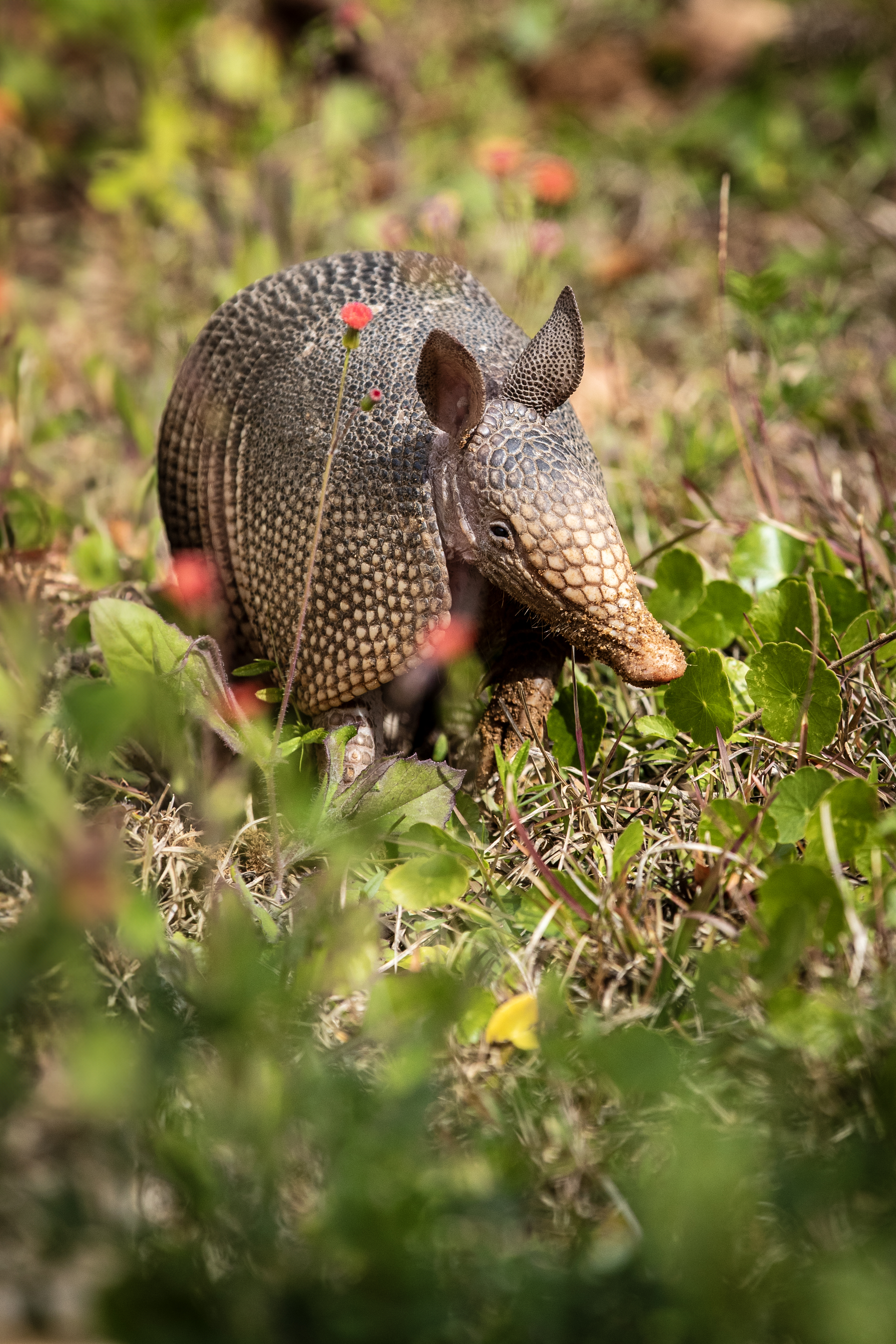 Armadillo in flowery grass.
