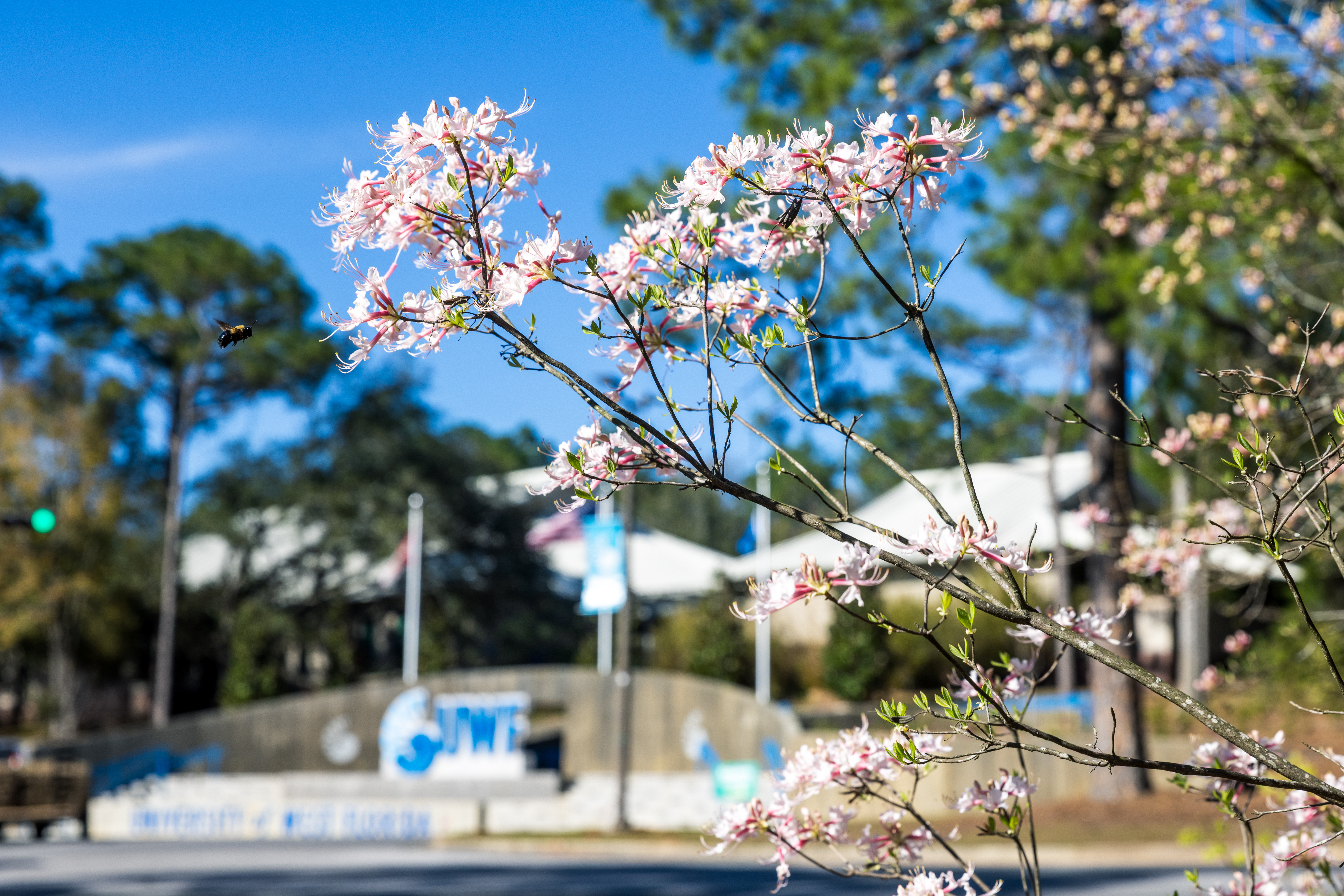 Spring Flowers & Grand Entrance