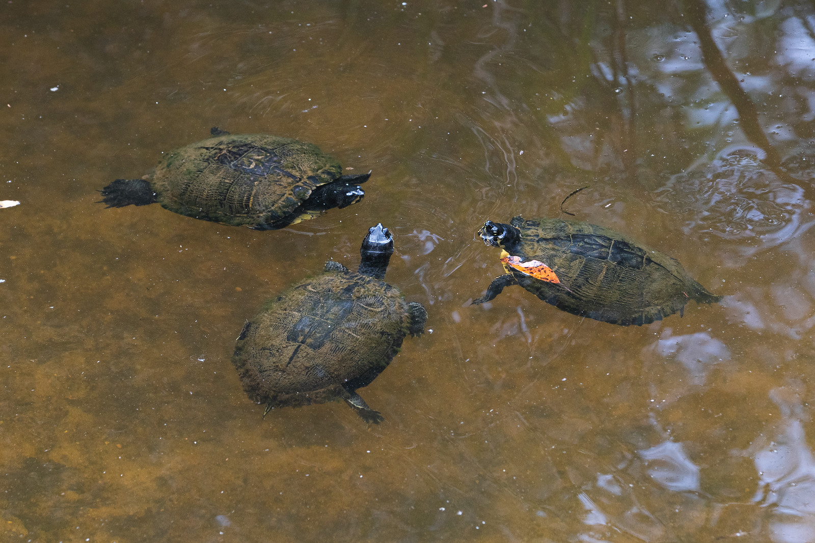 Three turtles in water.