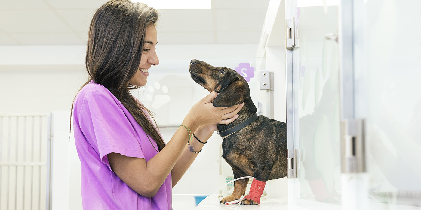 Happy veterinary assistant in animal clinic working with animals