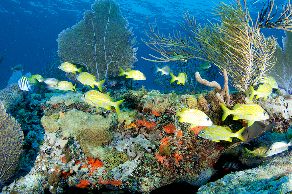 Clear uinderwater image of a coral reef with fish swimming around and seagrass