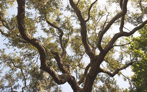 Tree branching out