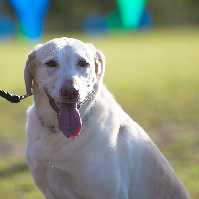 A leashed dog outdoors with its tongue out.